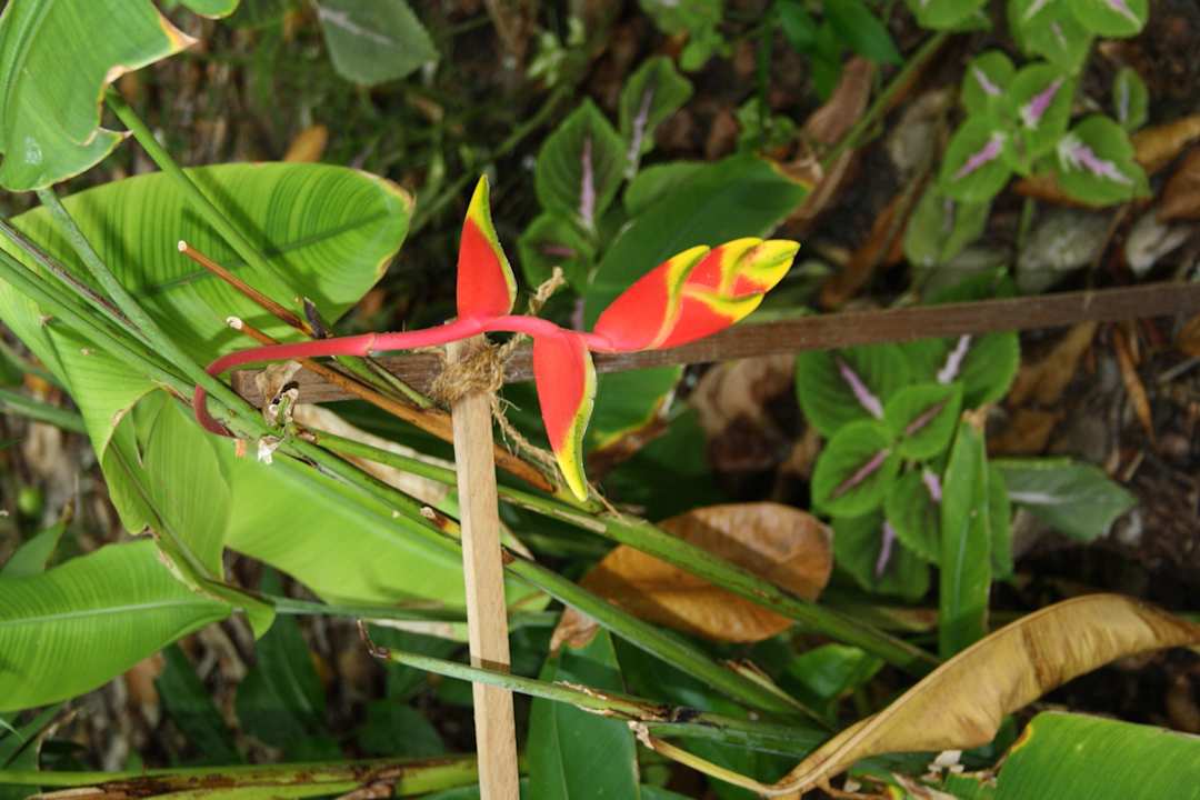 Die Flora von Kuramathi Kuramathi Maldives