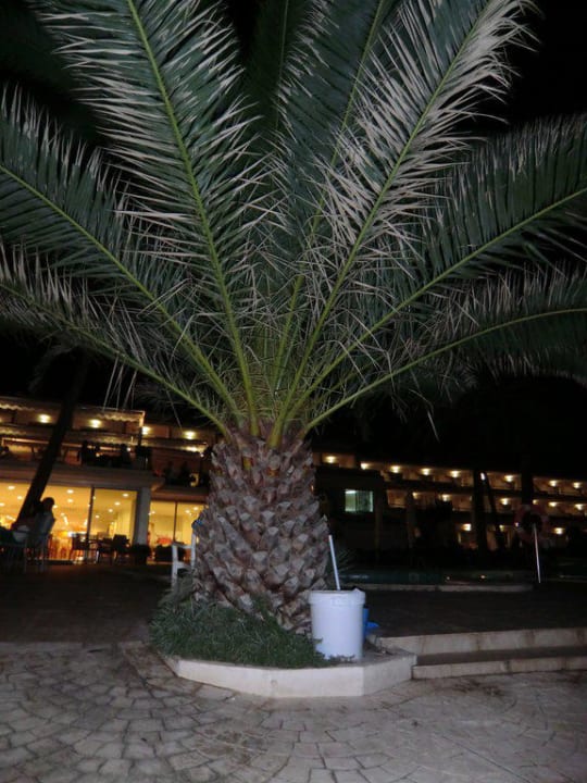 Palme Iberostar Waves Pinos Park