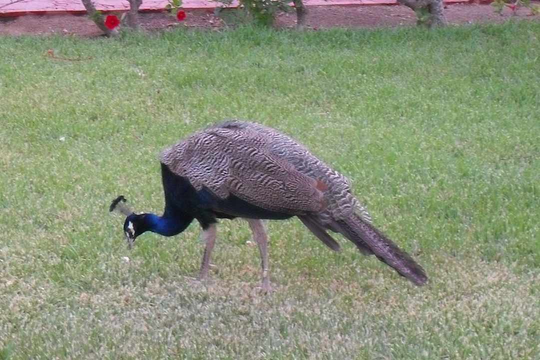 Freilaufender Pfau HL Miraflor Suites Hotel