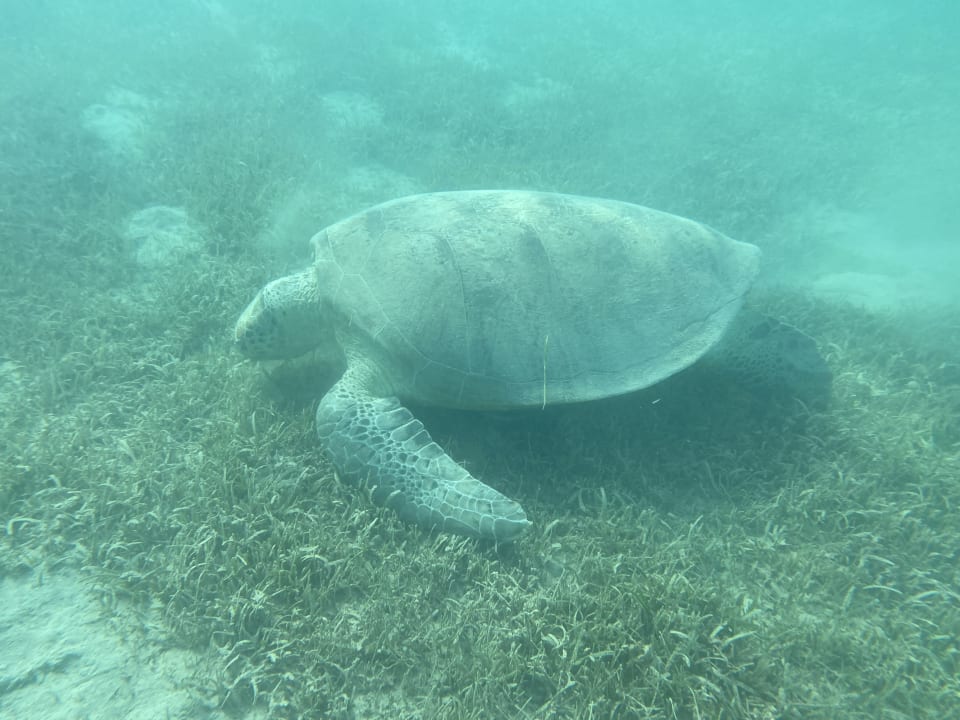 Strand Sentido Caribbean World Soma Bay