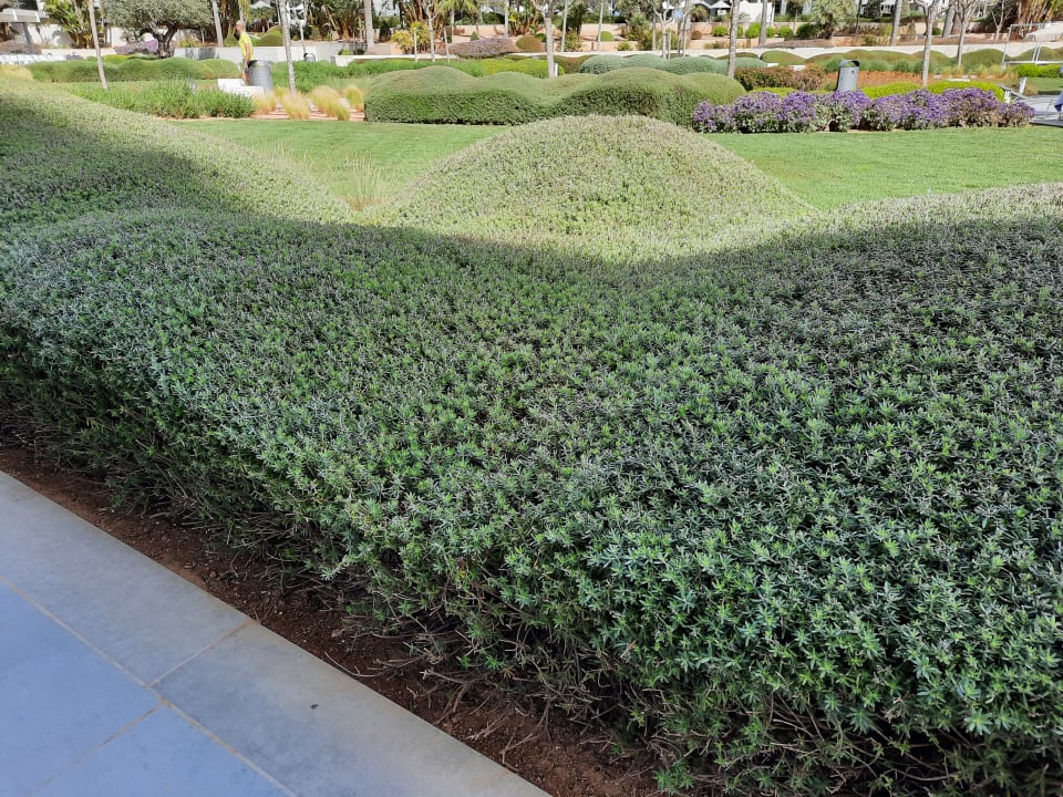 Gartenanlage Hipotels Gran Playa De Palma