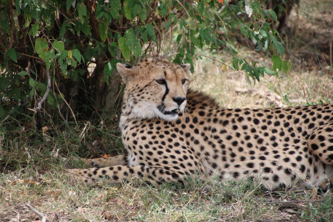 Sonstiges Aruba-Mara Camp