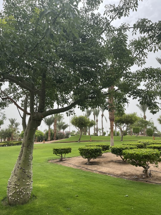 Gartenanlage Steigenberger Aqua Magic