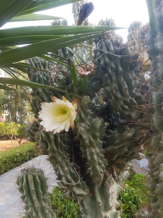 Gartenanlage Alexander Beach Hotel & Village Resort