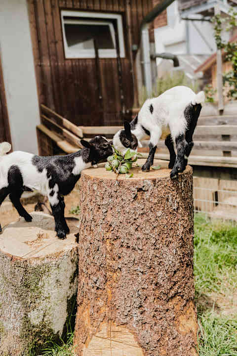 Gartenanlage Hotel-Restaurant Teuschler-Mogg