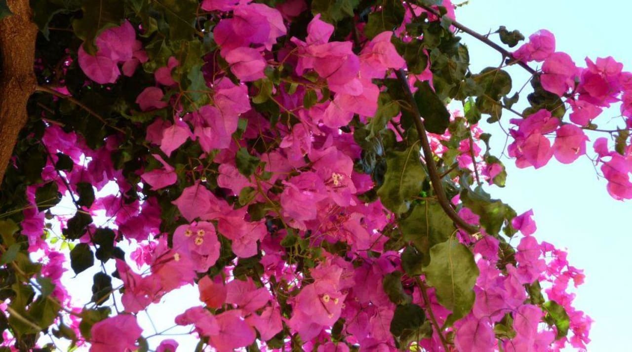 Buganvilie in der Buganvilia Apartments Buganvilia