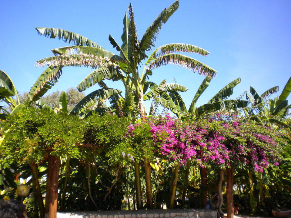 Botanik pur Hotel Villaggio Il Gabbiano