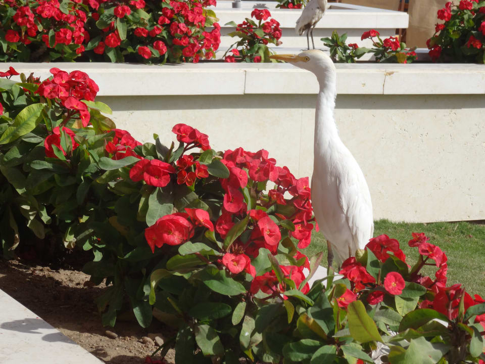 Gartenanlage Beach Albatros Resort