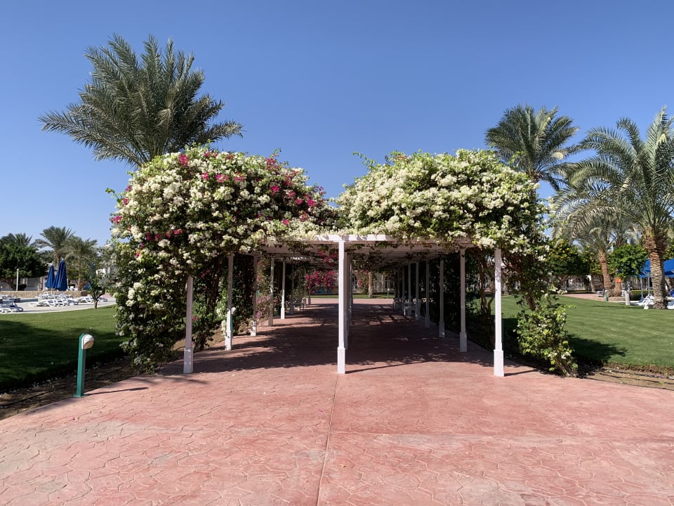 Gartenanlage Desert Rose