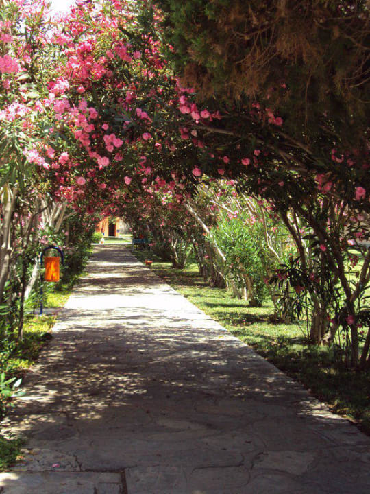 Vue du jardin Kustur Club Holiday Village