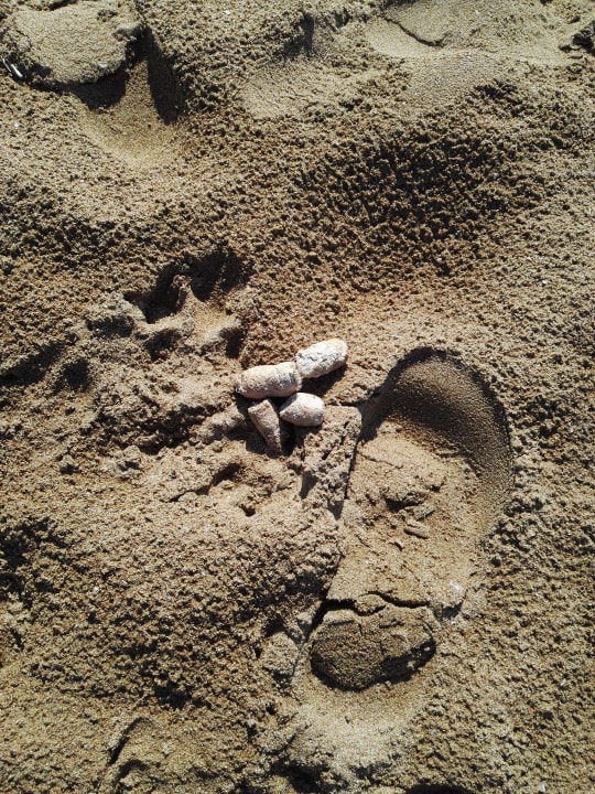 Hundekod am Stran im Sand Side West Park Hotel