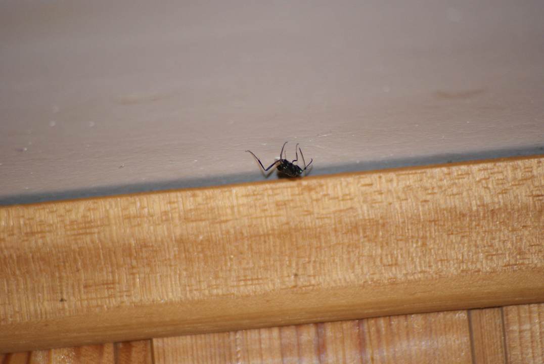 Und ab ins Nest Rodos Blue Resort