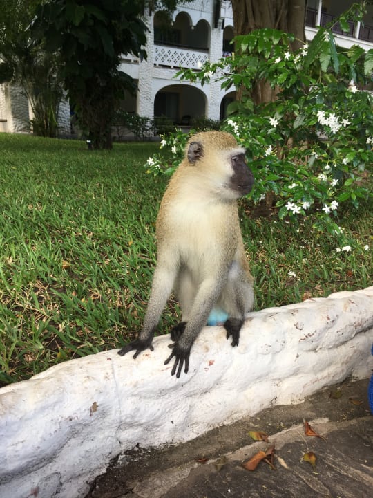 Gartenanlage Hotel Southern Palms Beach Resort