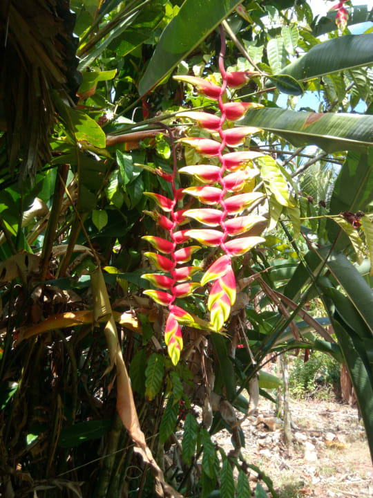 Garten Wyndham Alltra Samana