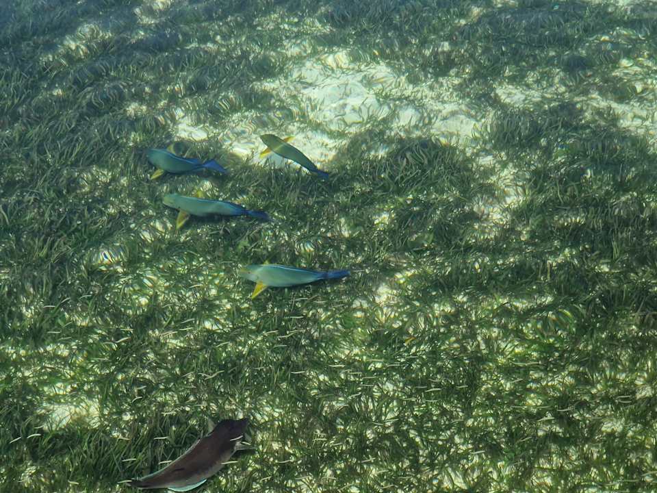 Sonstiges Kuredu Island Resort & Spa