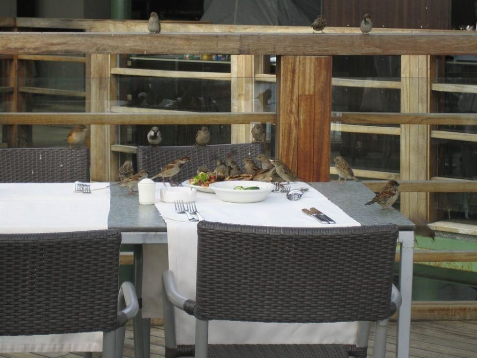 Die Vögel Limak Lara Deluxe Hotel & Resort