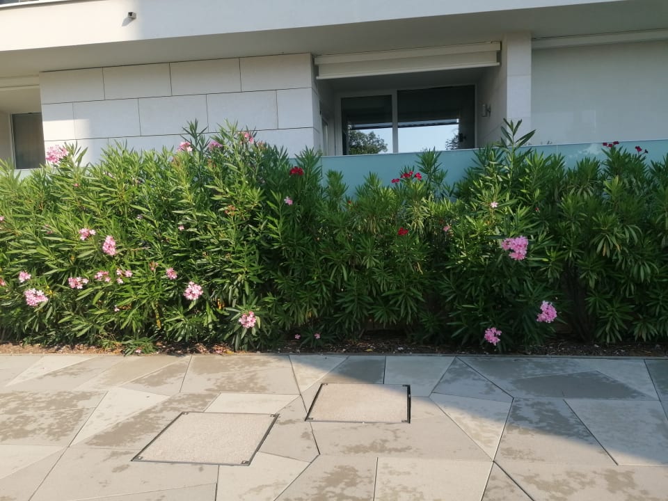 Sonstiges Valamar Girandella Designed for Adults