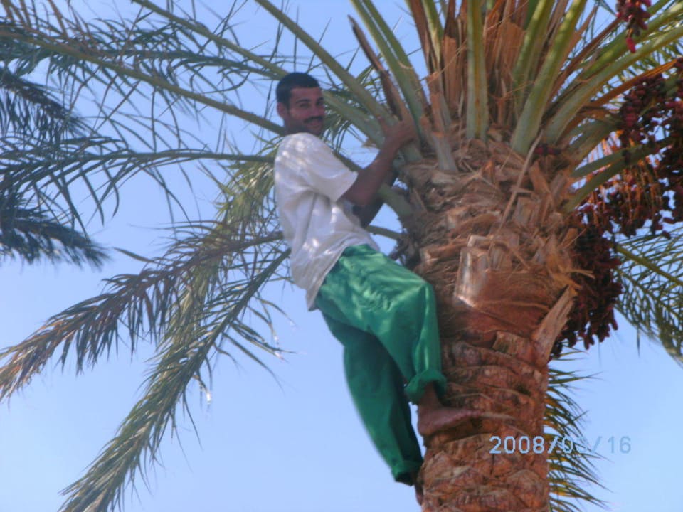 Feigenernte Jaz Makadi Oasis Resort