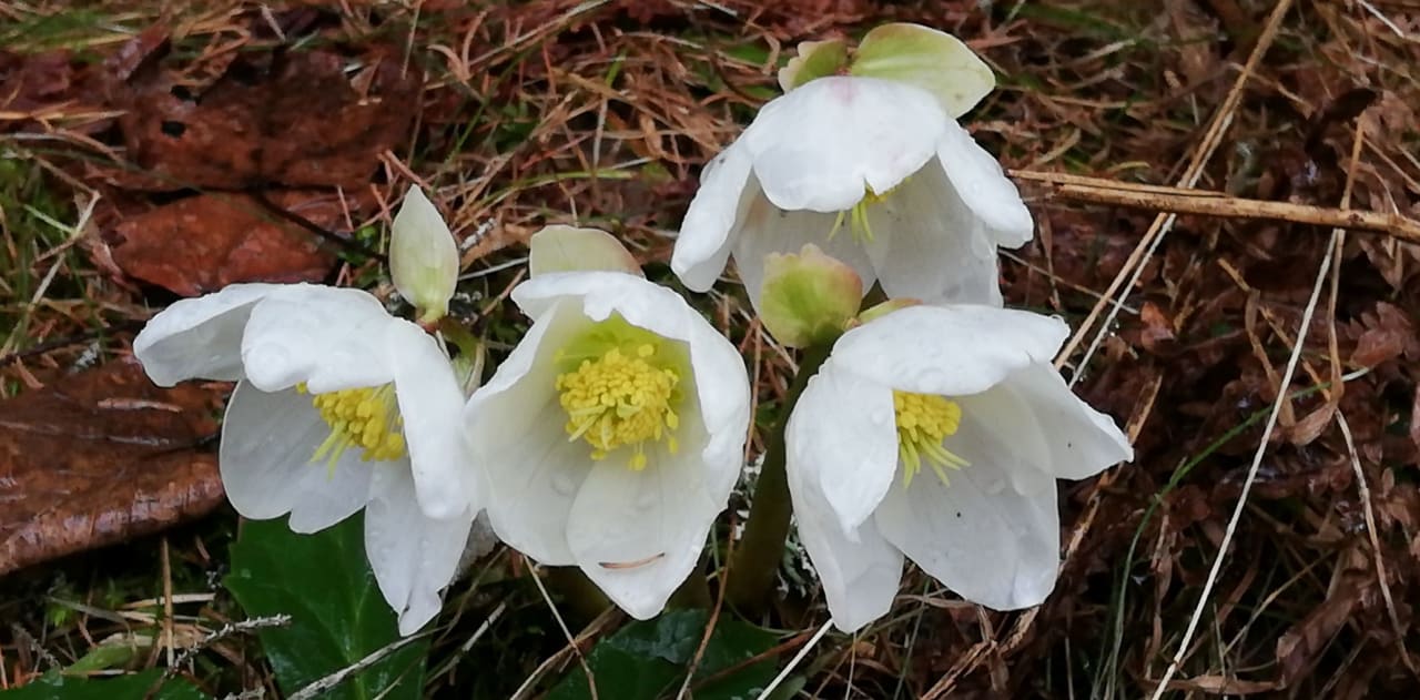 Sonstiges Premium Wanderhotel Steirerhof