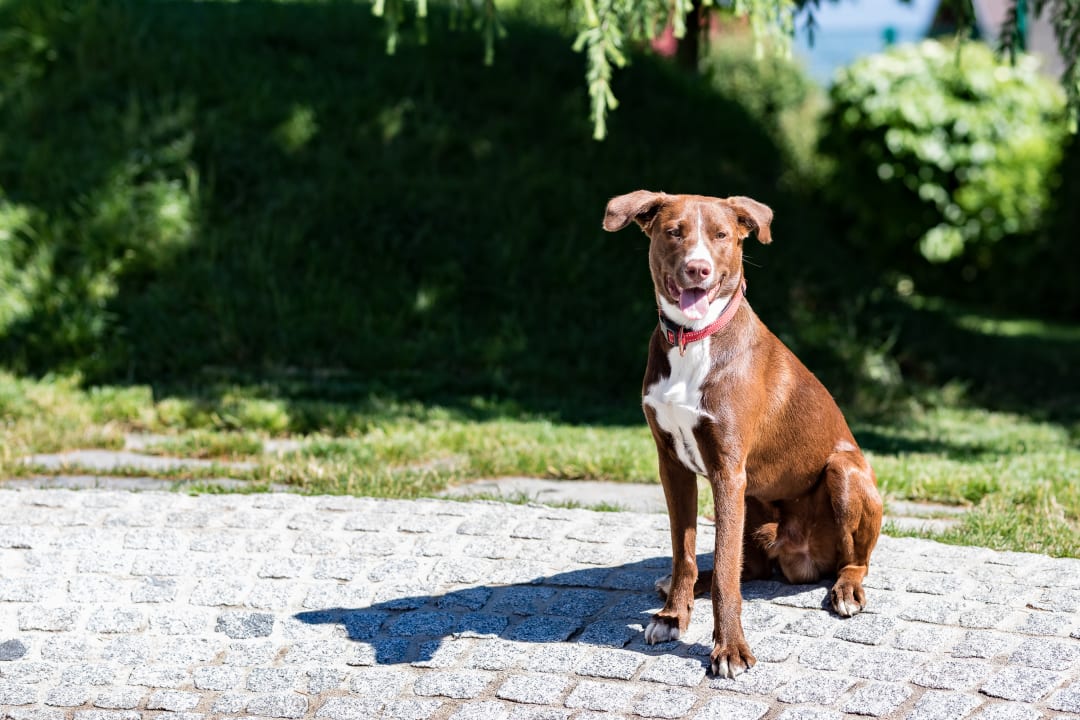 Gartenanlage Hotel Magdalena