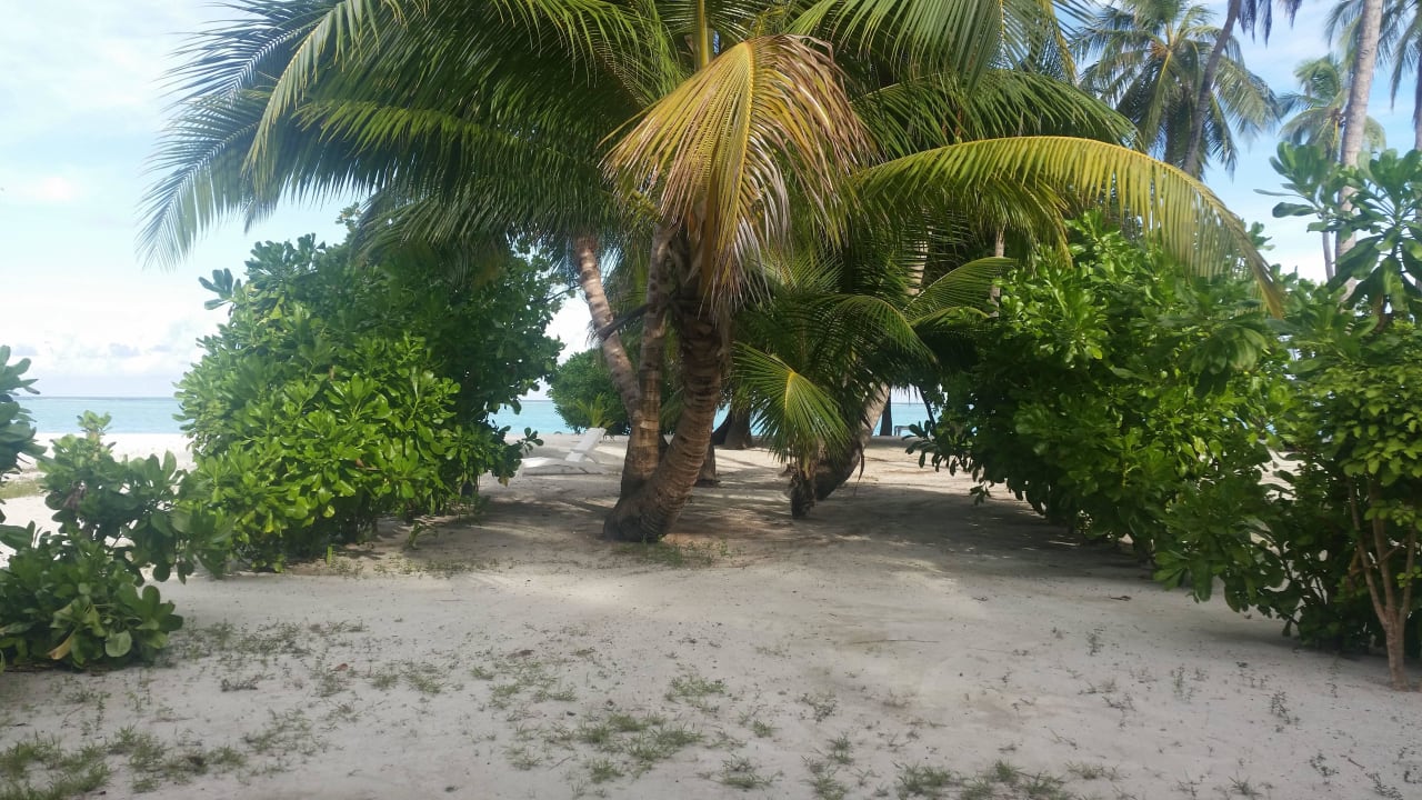 Weg zum Strand bei 230 Bungi Meeru Maldives Resort Island
