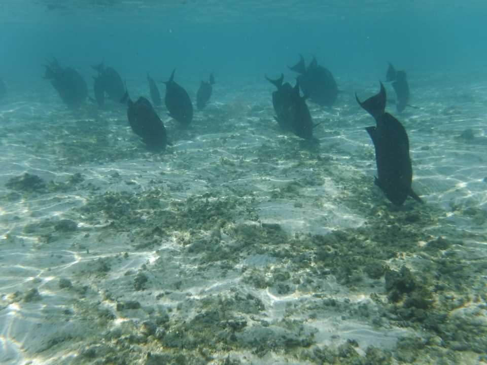 Fische Summer Island Maldives