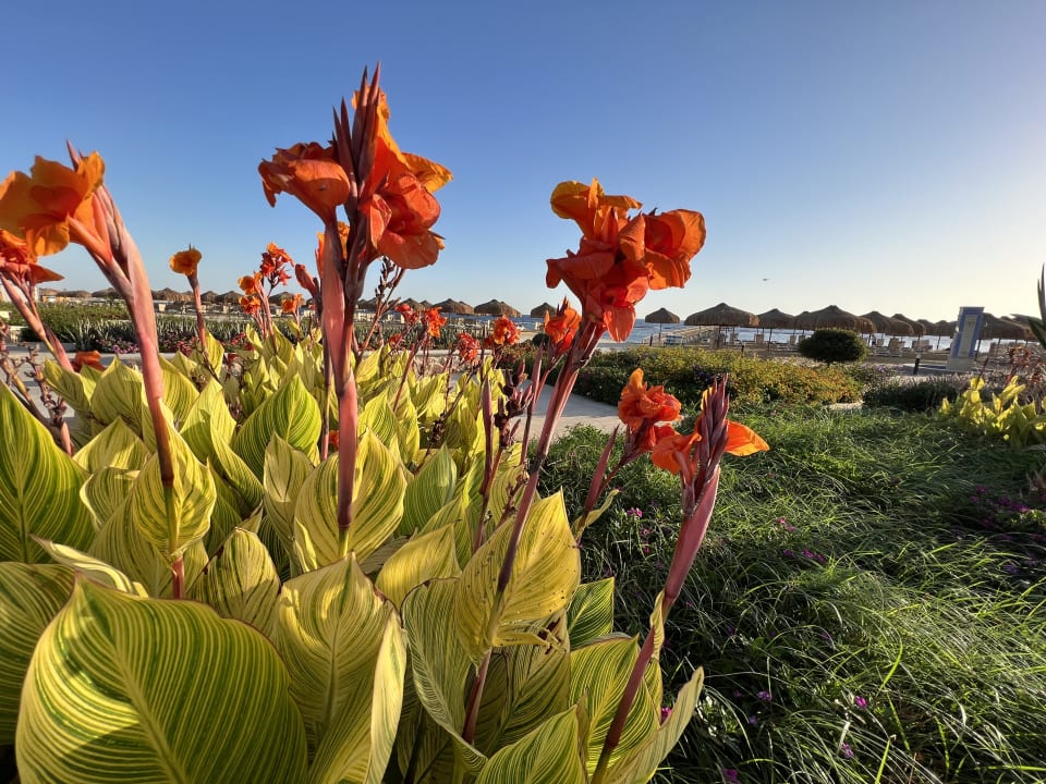 Gartenanlage Lazuli Hotel Marsa Alam