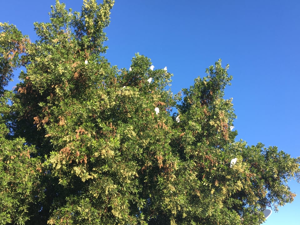 Gartenanlage Wadi Lahmy Azur Resort