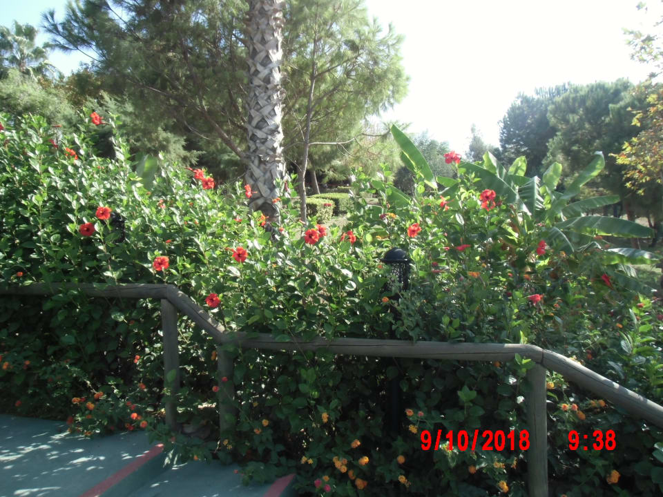 Gartenanlage Trendy Aspendos Beach Hotel