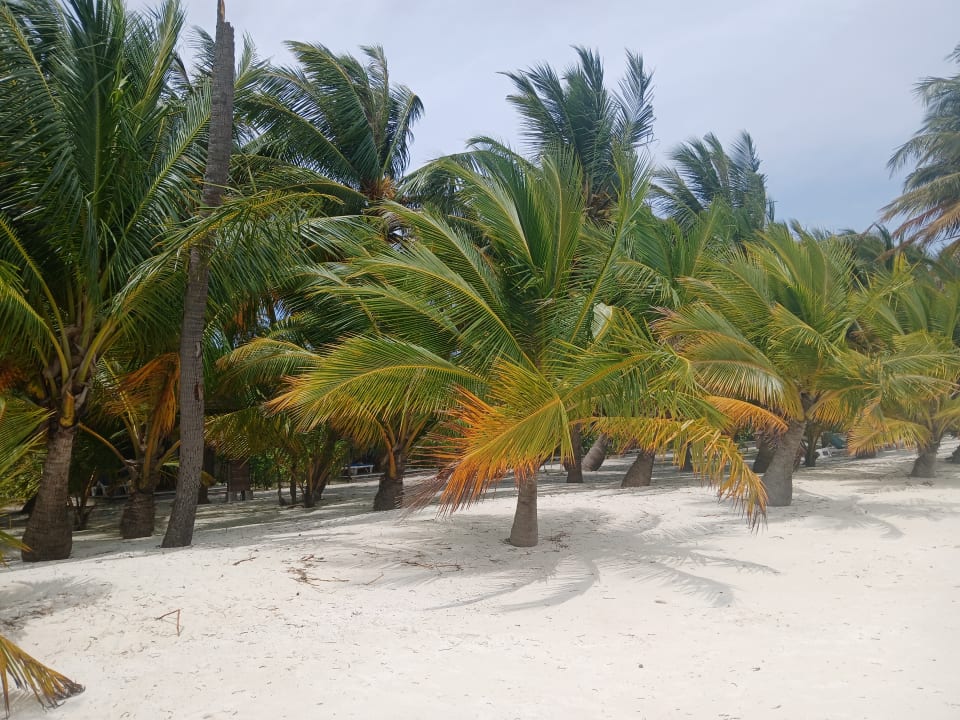 Strand Meeru Maldives Resort Island