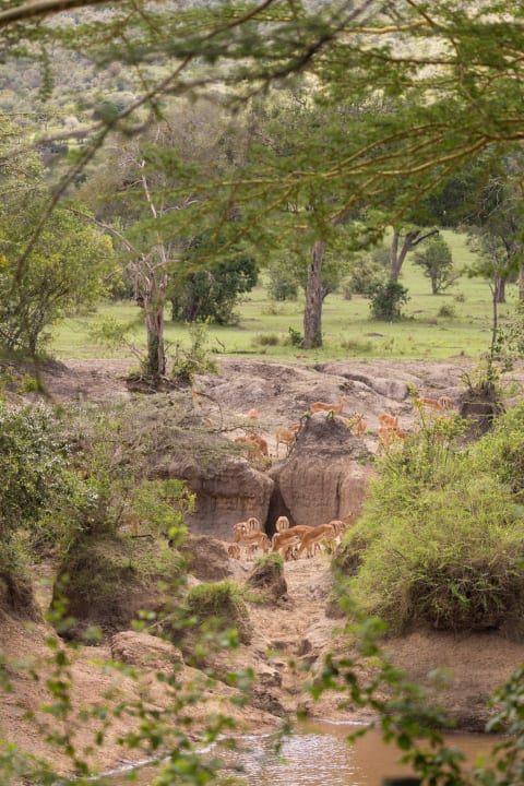 Ausblick vom Balkon Royal Mara Safari Lodge