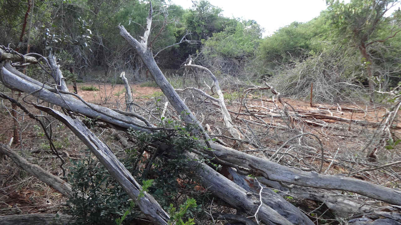 Der Bush rund um die Lodge  Leopard Walk Lodge