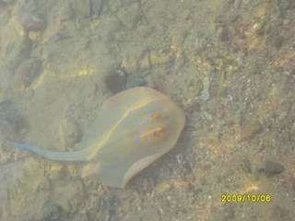 Rafa przy plaży Albatros Sharm Resort