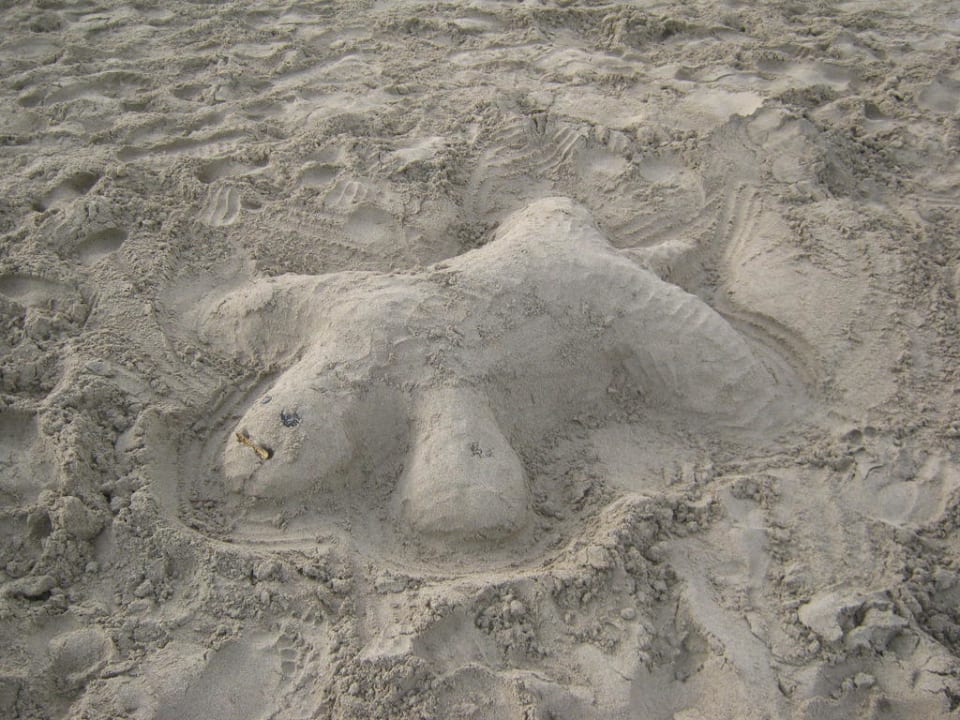 Schildkröte Grand Palladium White Island Resort & Spa