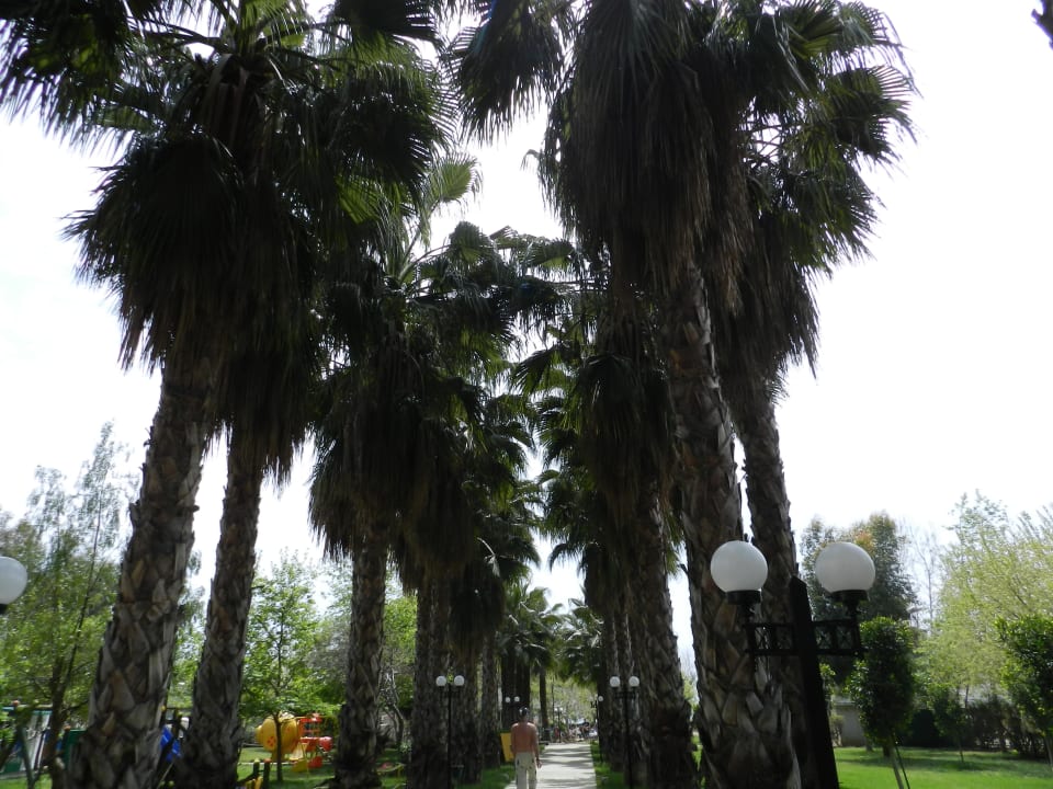Palmenweg zum Strand Hotel Gardenia Beach