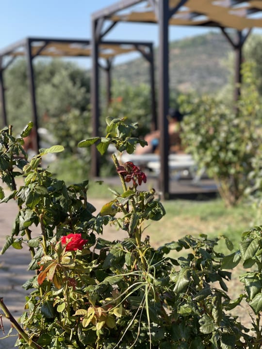 Gartenanlage Aeolis Thassos Palace