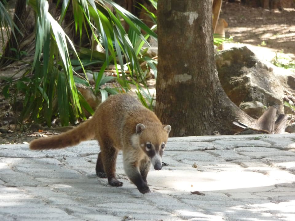 Nasenbär Hotel Riu Tequila