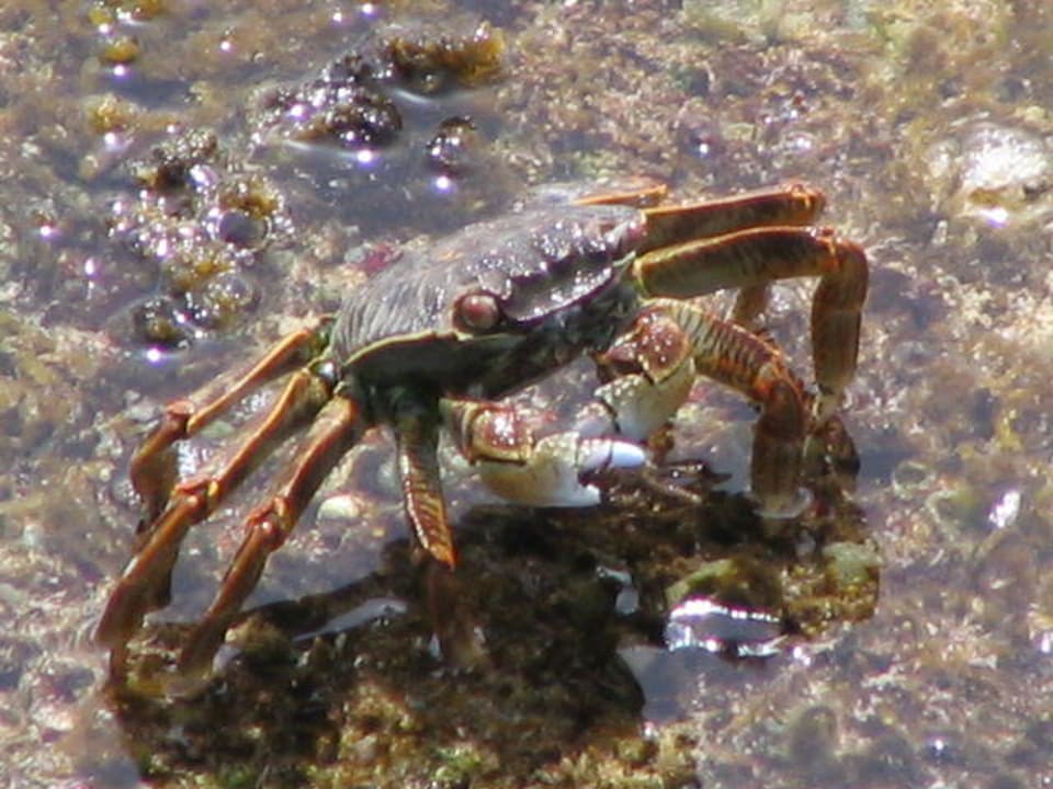 Krebs Sentido Akassia Beach