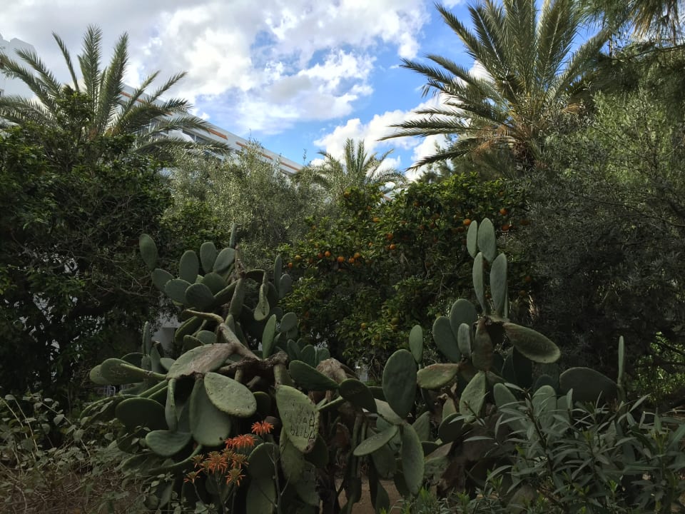 Gartenanlage Marhaba Royal Salem