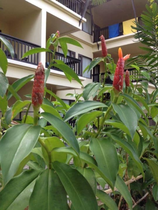 Blick zu den Zimmern Seaview Khao Lak Resort