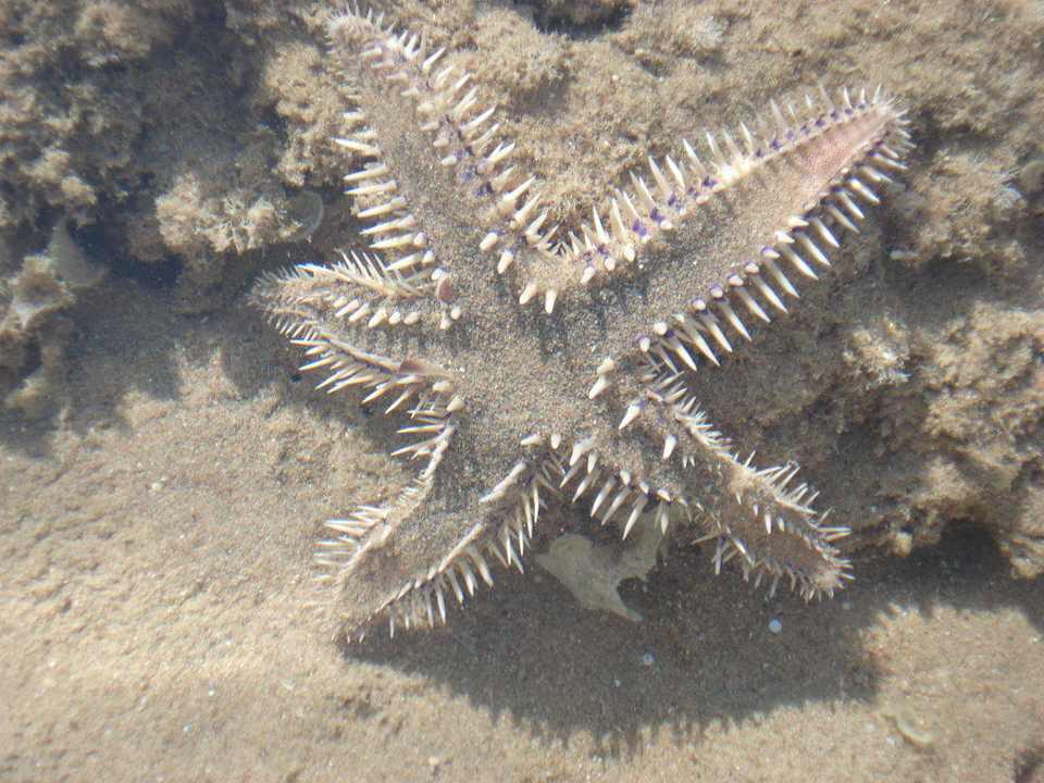 Seestern Pickalbatros Palace Resort