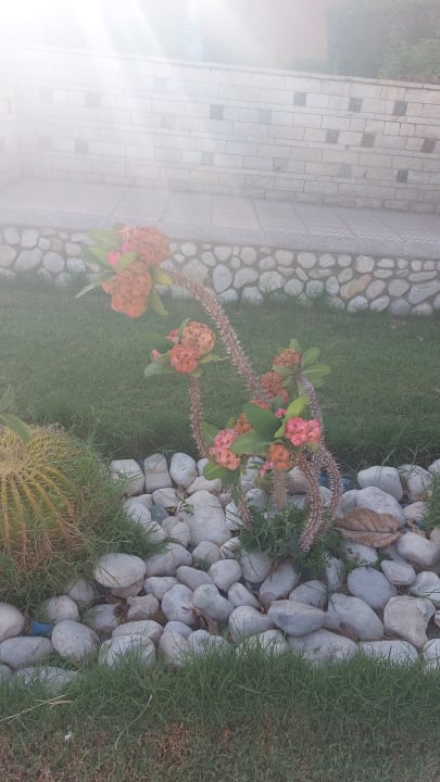 Gartenanlage Golden Beach Resort