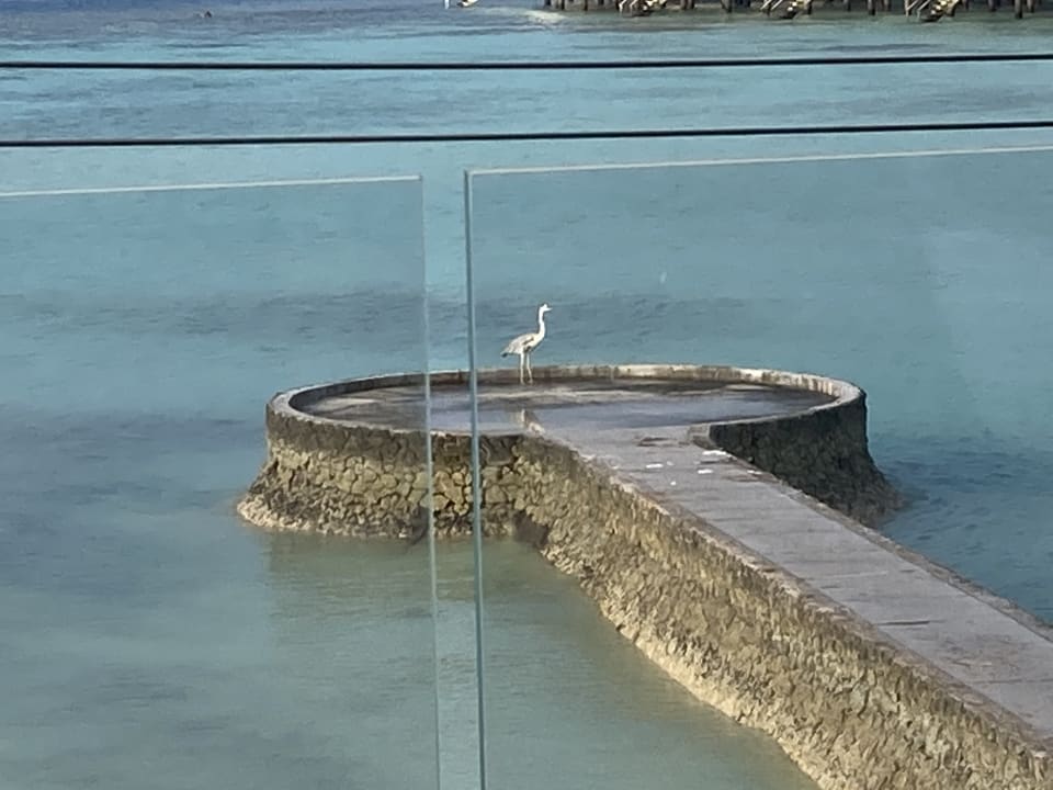 Ausblick Cinnamon Velifushi Maldives - Free One-Way Speedboat and 02 Kids Under 12 Stay & Dine Free