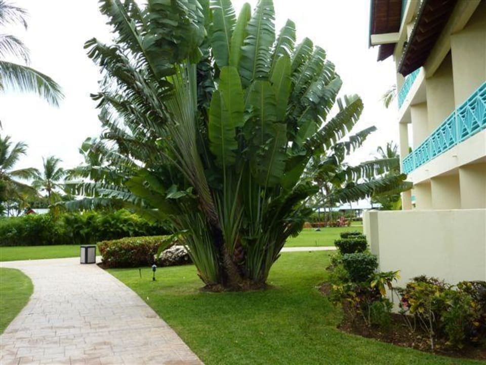 Gartenanlage Dreams La Romana Resort & Spa
