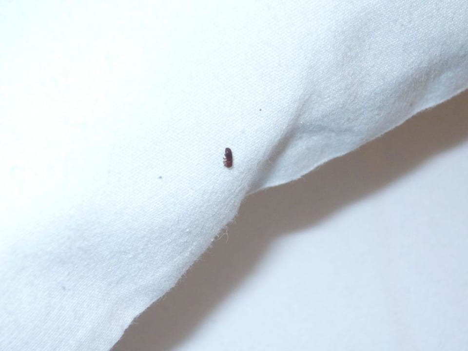 Käfer im Bett Grand Palladium Select Bávaro Resort & Spa