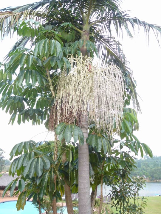 Pine Lake Inn Pine Lake Inn