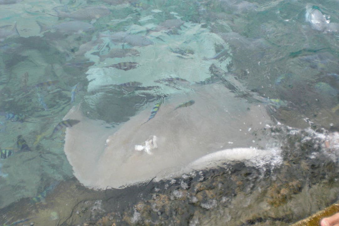 Rochen Summer Island Maldives