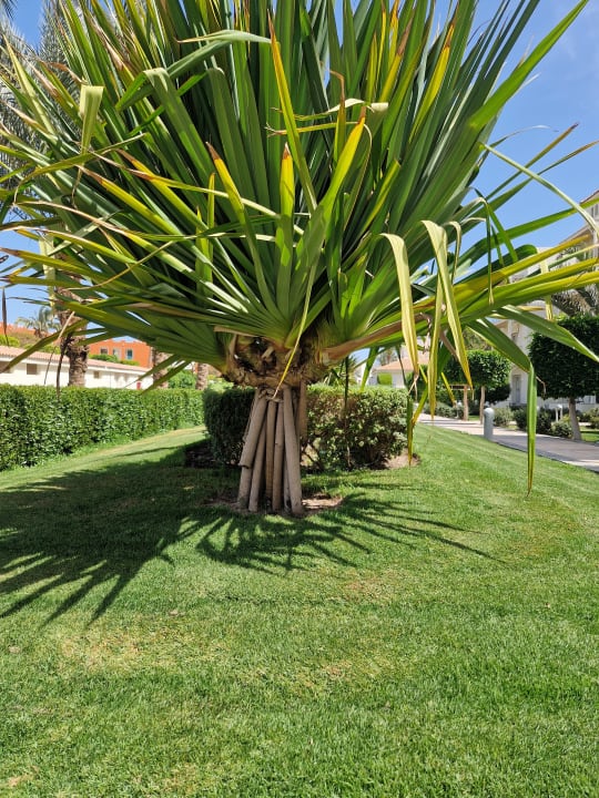 Gartenanlage Pickalbatros Dana Beach Resort - Hurghada