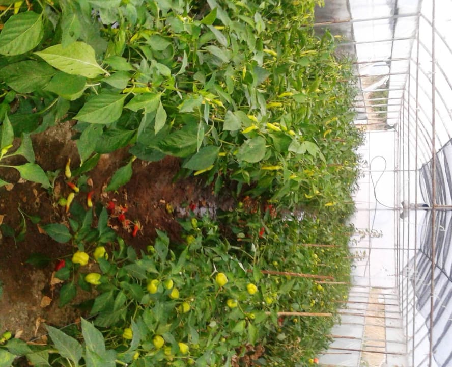 BIO GARDEN  Hotel Geranion Village