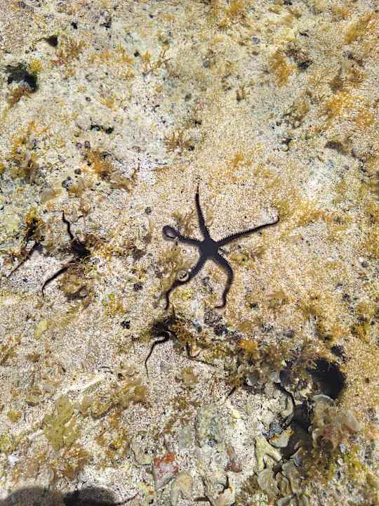 Strand Serenity Alpha Beach